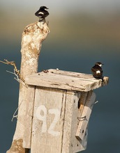 Mangrove swallows